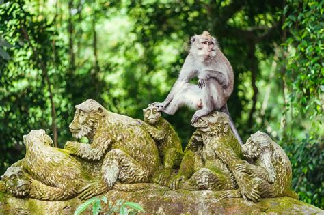  ¡El Santuario de los Monos en Mianyang te espera! Un refugio mágico para amantes de la naturaleza y lo inusual!